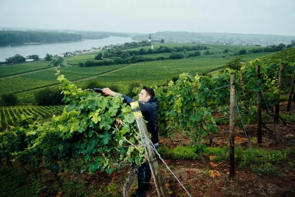 Rheinhessens vingårdar