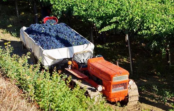 The Green Experience - i vingården lastas druvorna The Green Experience - i vingården lastas druvorna