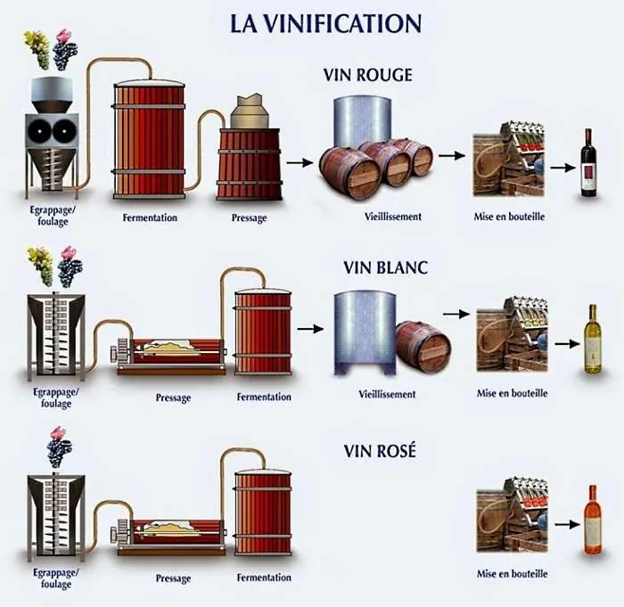 Cristiana Bettili från druva till vin