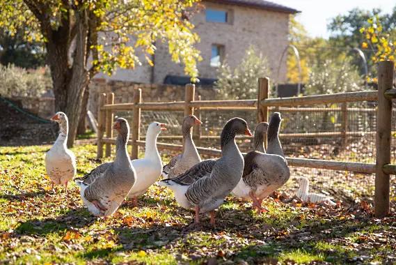Chianti il Drago e la Fornace - änder på vingården Chianti il Drago e la Fornace - änder på vingården