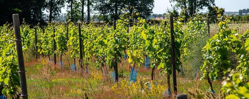 Sverige och Norge – vinländer i startgroparna!