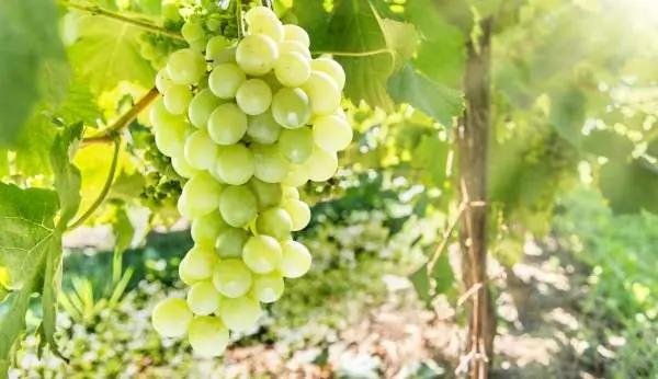 vinländer sverige norge - druvan solaris