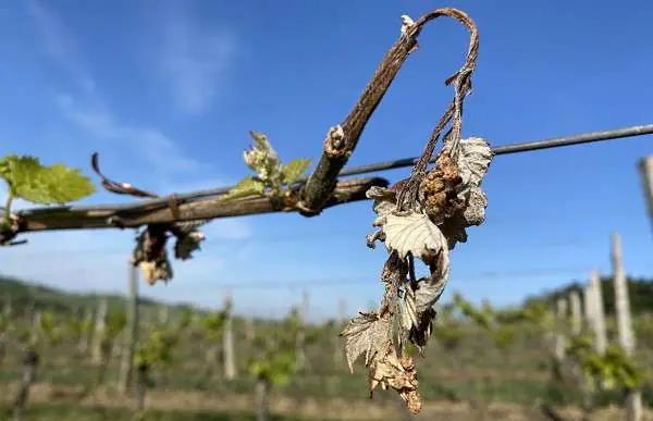 vinländer sverige norge - skrumpnade blad på grund av frost