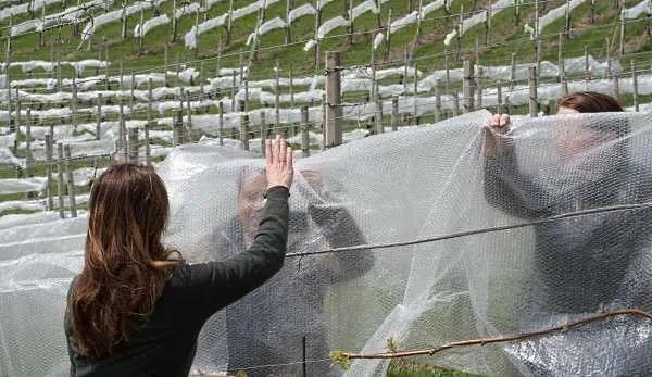 vinländer sverige norge - skyddar vinrankorna med plast