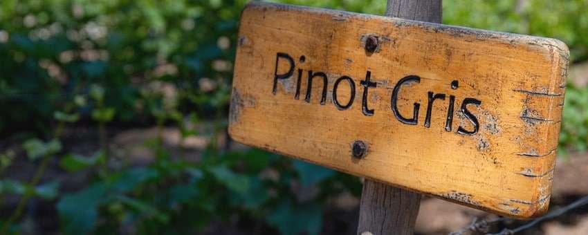 Pinot Gris eller Pinot Grigio – vad väljer du?
