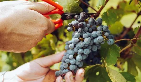 franska höstviner - klipper röda druvor i en klase