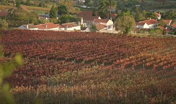 Vinlandet Portugal & besök hos Lindeborg Wines