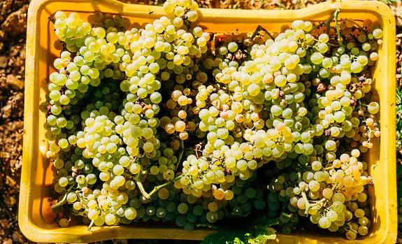 vitvinsdruvor - gröna druvor i en box