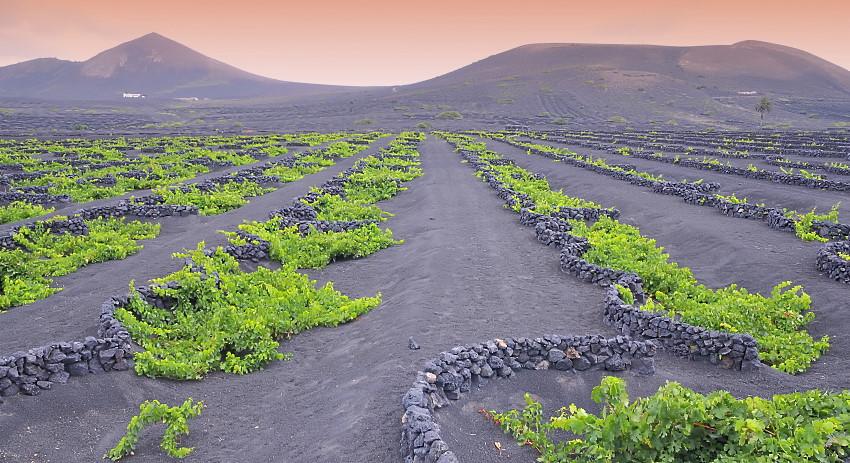 Viner från Kanarieöarna – Europas äldsta vinstockar!