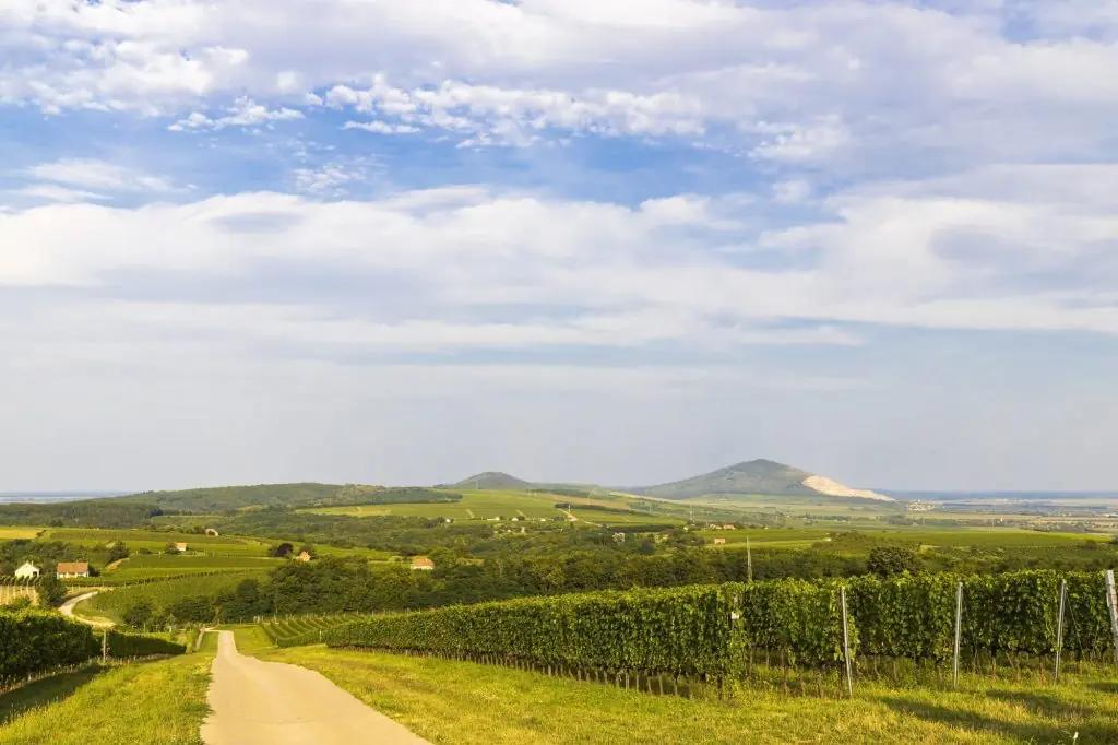 Tokaj och Villany – Ungerns äldsta och mest dynamiska vinregioner