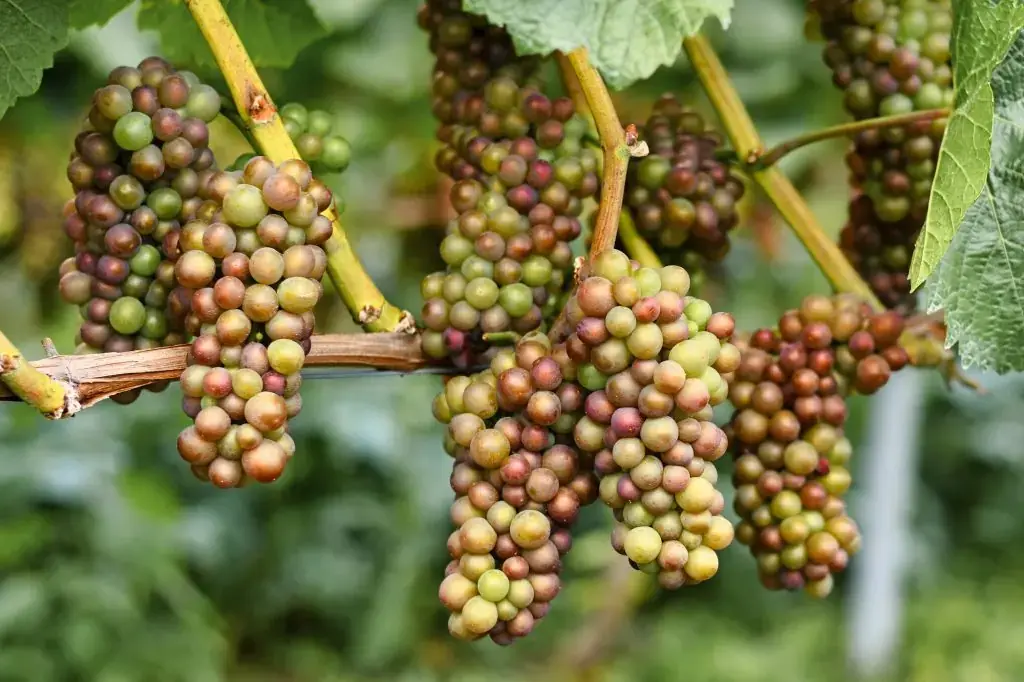 När skördar man vindruvor? När skördar man vindruvor?