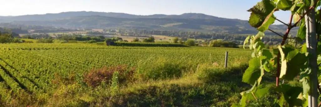 Baden – Vinregionen nära Svartskogen – Din insider guide till de bästa vingårdarna