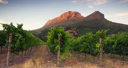 Vill du dricka rosé? Missa inte denna nya, ljuvliga rosé! Vill du dricka rosé? Missa inte denna nya, ljuvliga rosé!