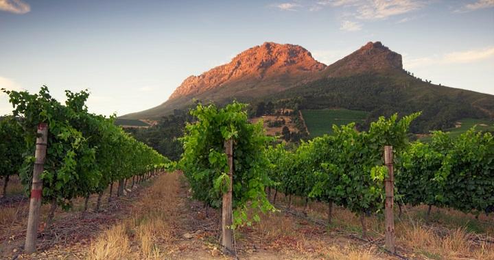Vill du dricka rosé? Missa inte denna nya, ljuvliga rosé!