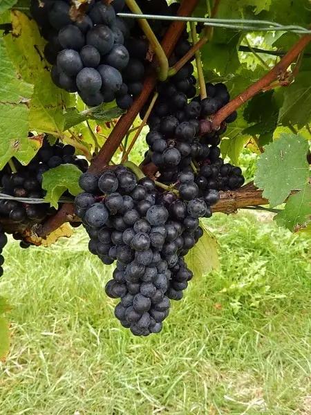 cabernet franc - druvor på en klase