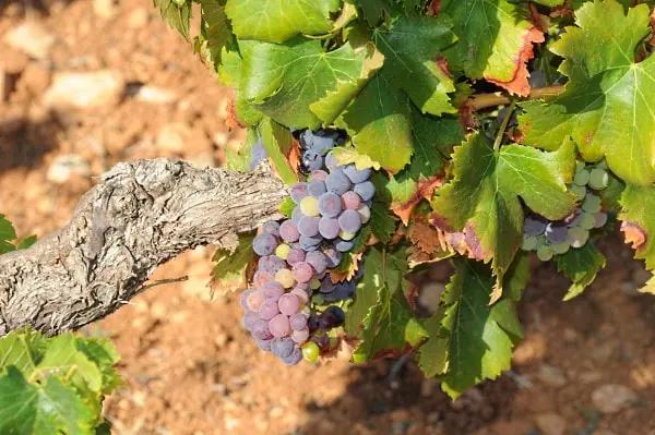 gamla vinstockar - en gammal vinstock