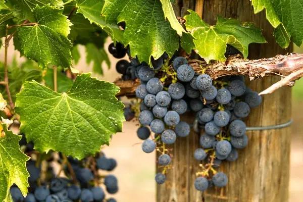 gamla-vinstockar-en-klase-med-bla-druvor.
