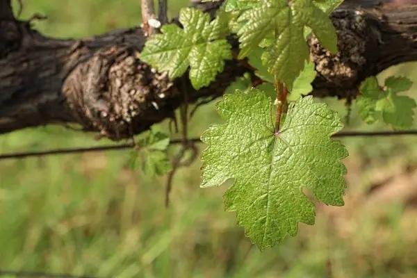 gamla-vinstockar-ett-vackert-vinblad