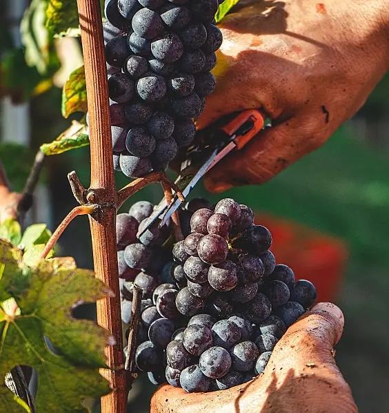 traditionella druvor man klipper klase