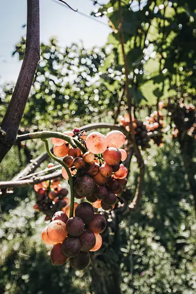 vårens roséviner - en klase rosa druvor