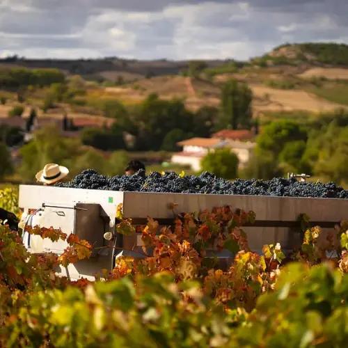 Bodegas Ismael Arroyo-Valsotillo: Under ytan i Ribera del Duero Bodegas Ismael Arroyo-Valsotillo: Under ytan i Ribera del Duero