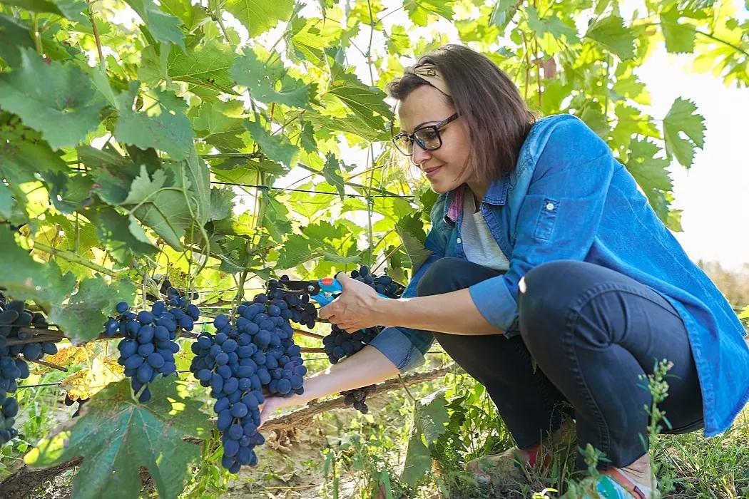 gamla druvor - omslagsbild gamla druvor - omslagsbild