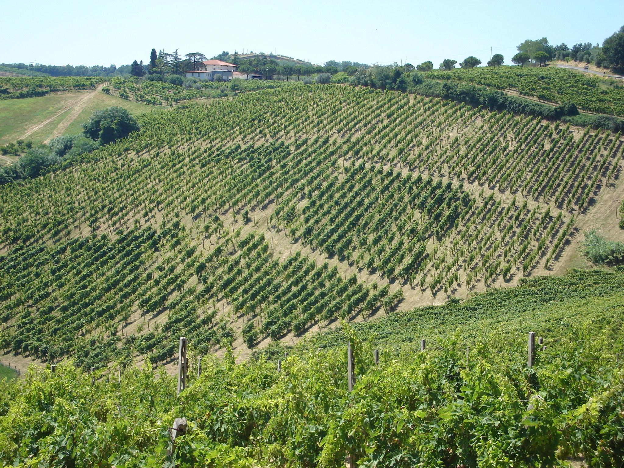 Emilia-Romagna – Din guide till en av de bästa vinregionerna i Italien