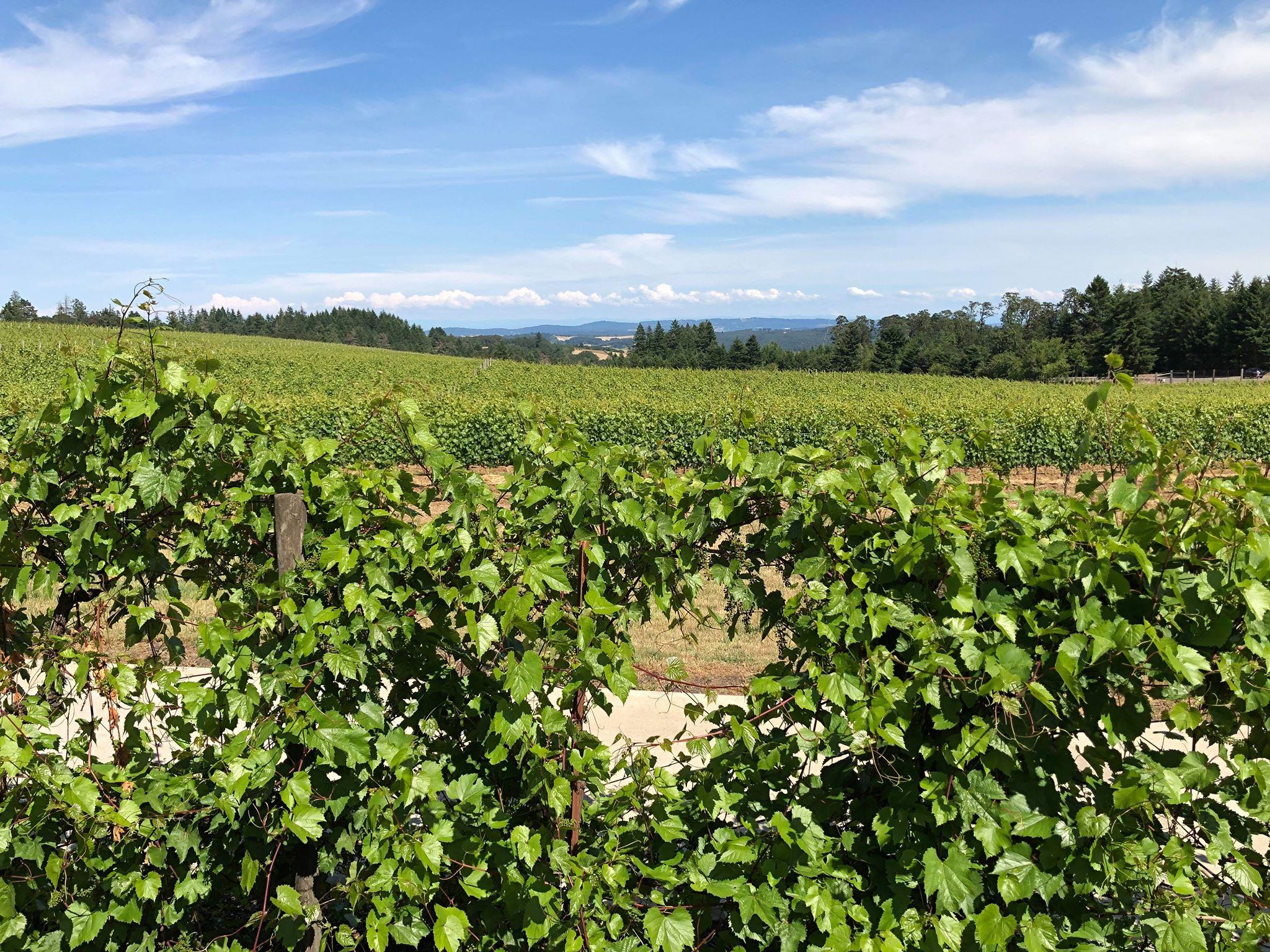 Oregon i nordvästra USA, din insider guide till de bästa vingårdarna