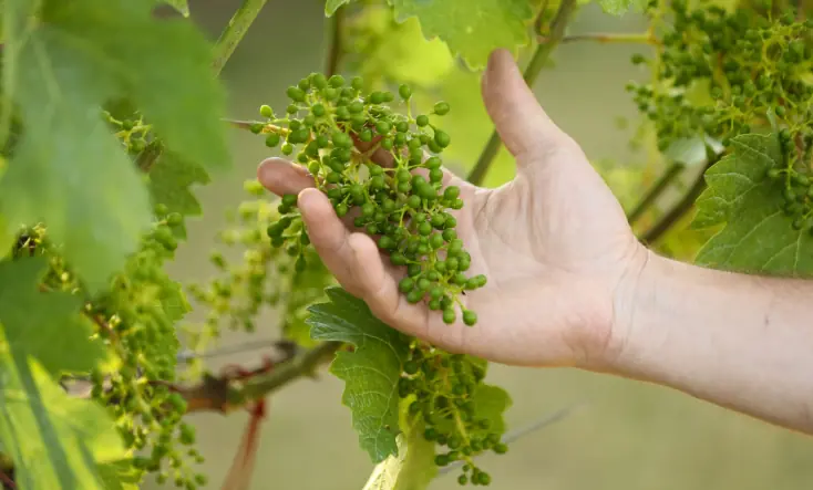 Weingut Tom Dockner - Vinodlingar med örter och insekter