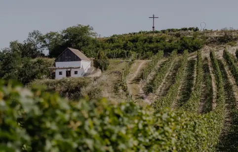 Weingut Norbert Bauer - Drivs av den trettonde generationen