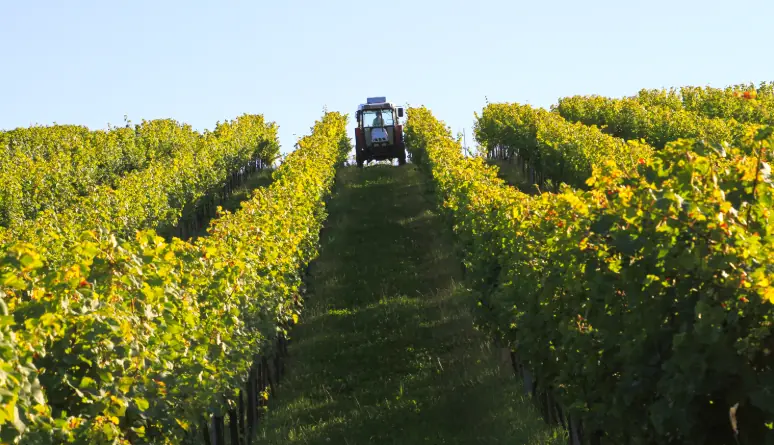 Weingut Thüringer - Tre generationer arbetar på vingården