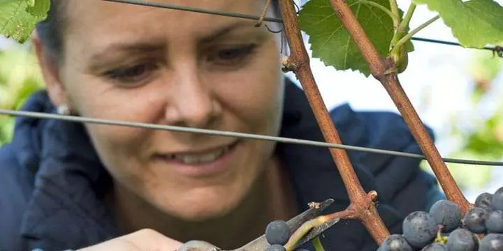 woman-picking-grapes - Vinjournalen.se