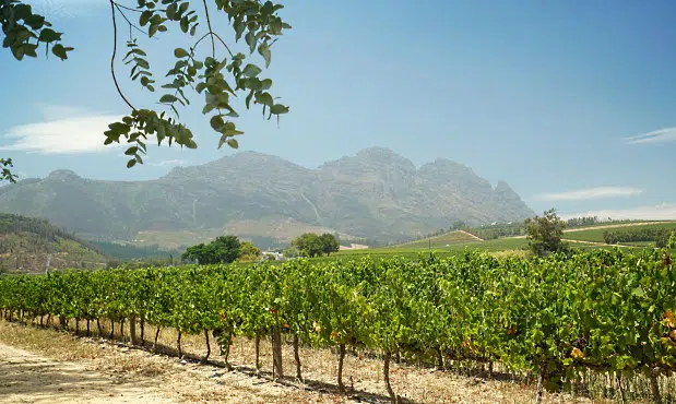 Sydafrikas Cabernet-viner - utsikt över vingård