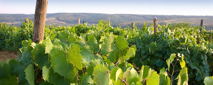 sydafrikas Cabernet-vinet - vinstockar - Vinjournalen.se