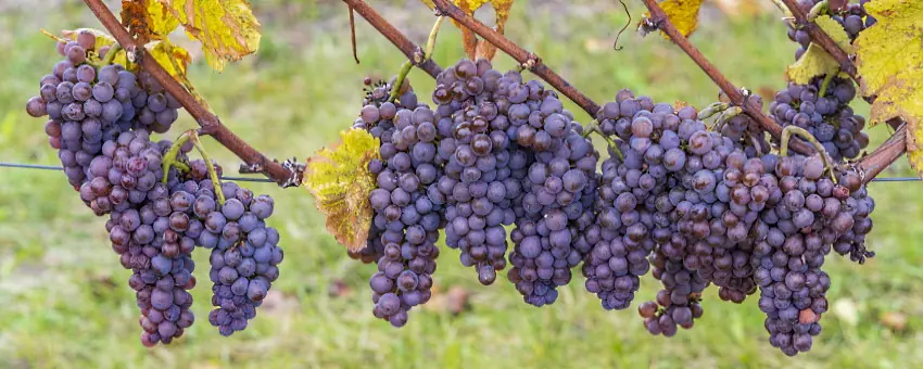 klonad druva - blå druvor på vinstock - Vinjournalen.se